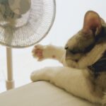 ペットの熱中症対策｜夏に気を付けたい症状と予防法