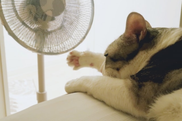 ペットの熱中症対策｜夏に気を付けたい症状と予防法