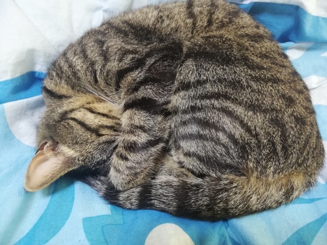 丸まって寝る猫（アンモニャイト・ニャンモナイト）