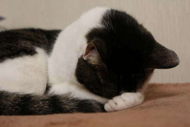 目を隠して寝る猫（ごめん寝）