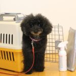 災害時にペットを守るために準備しておきたい防災グッズと避難対策